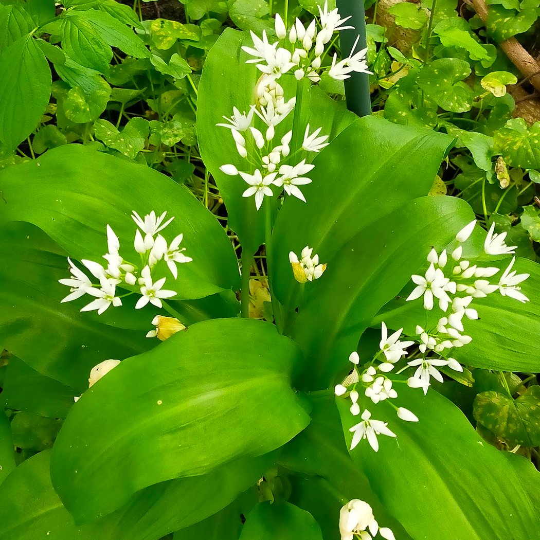Les Amis des Plantes 3